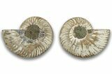 Cut & Polished, Agatized Ammonite Fossil - Madagascar #323379-1